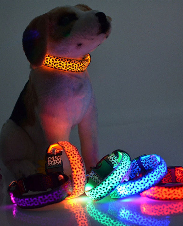 Fancy LED Dog Collar - forpetneeds